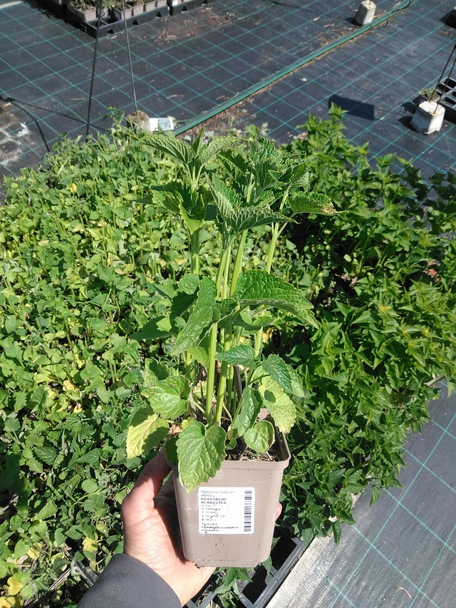 Iiso Alabaster - 13. 5. 2025