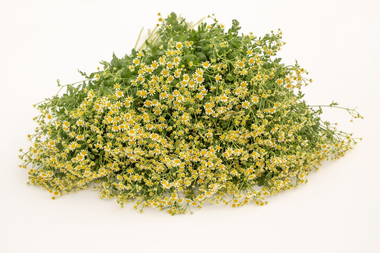 Reunuspietaryrtti Camilla, Loukykvět