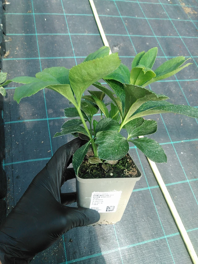 Jouluruusu Pretty Ellen Spotted - 19. 8. 2025