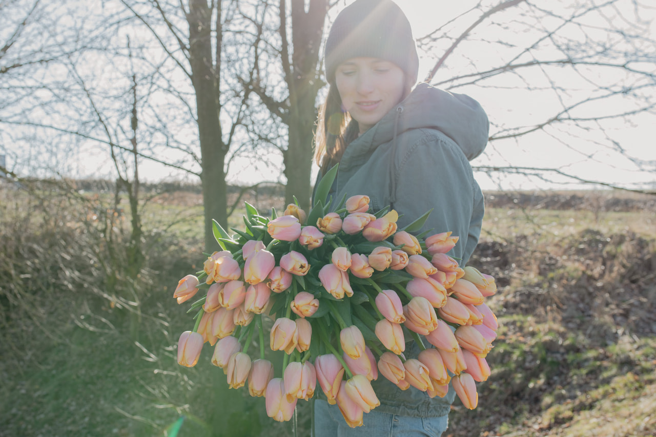 Tulppaani Coral Pride (Zantuel), Loukykvět