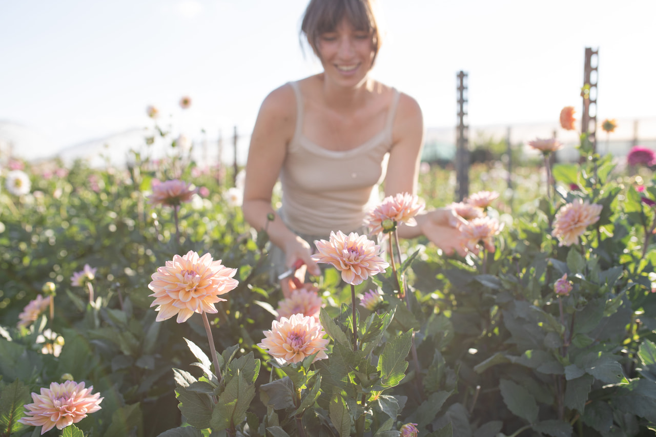 Daalia Mondriaan, Loukykvět