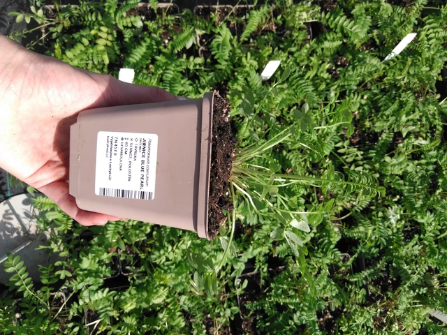 Sinilatva Blue Pearl - 2024