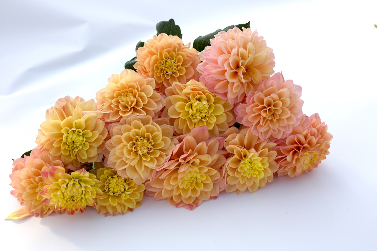 Dahlia Princesse Elisabeth, Loukykvět