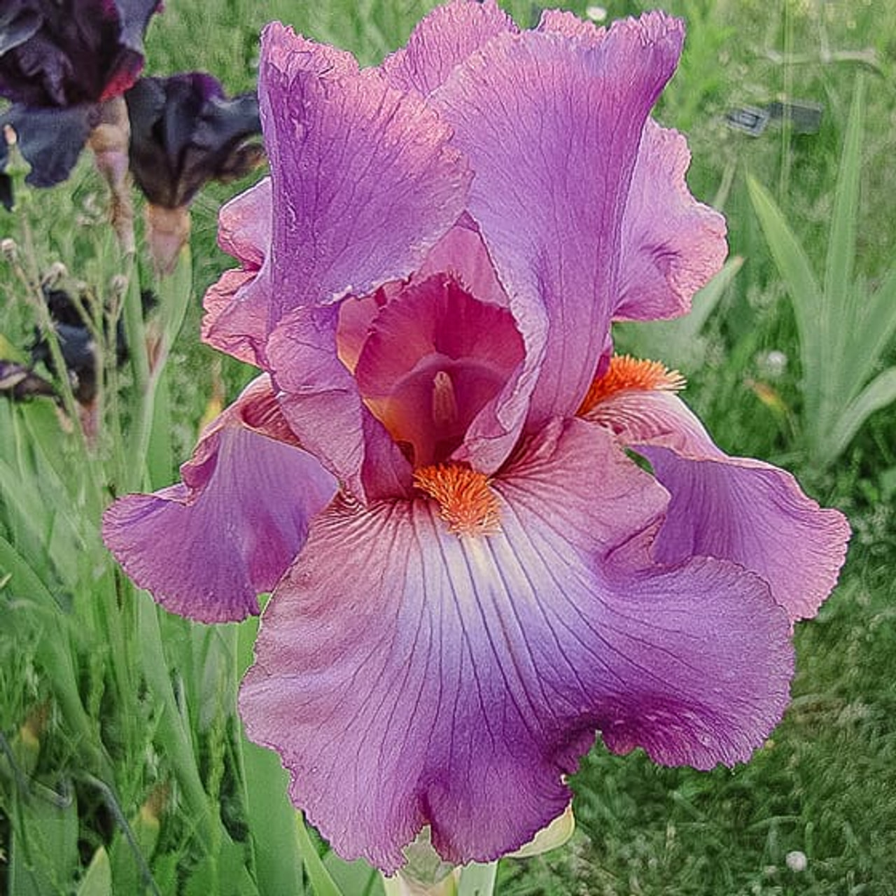 Tarhakurjenmiekka Windsor Rose, Loukykvět