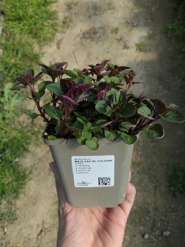 Minttu Eau de Cologne - 27. 3. 2026