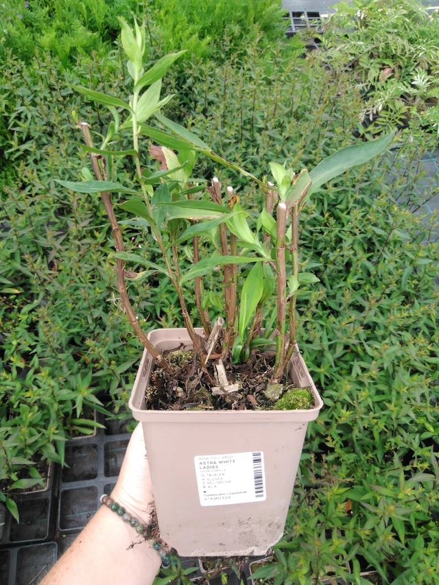 Syysasteri White Ladies - 2024