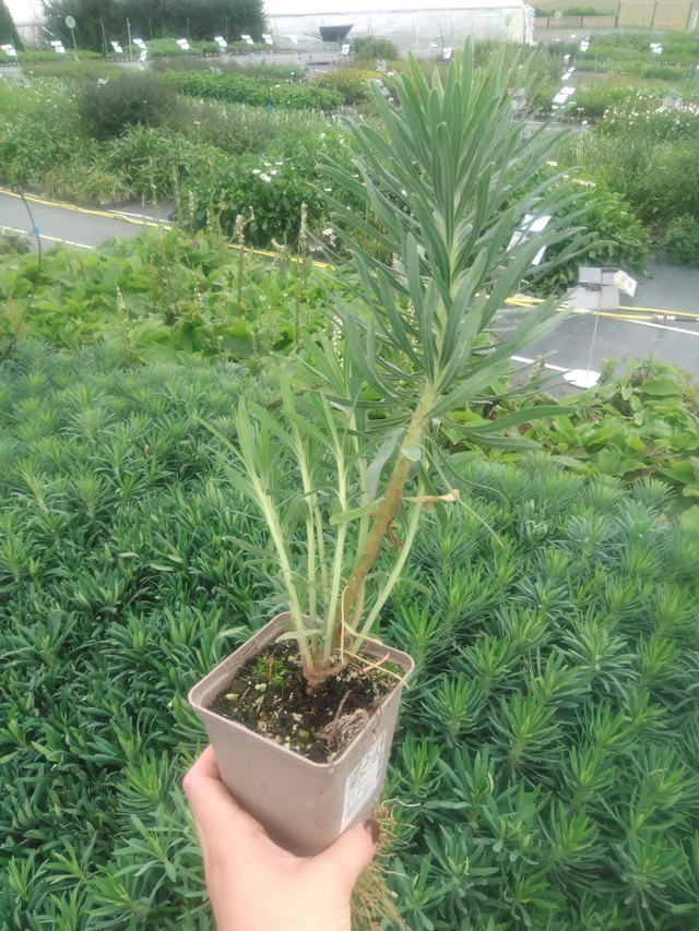 Euphorbia Wulfenii - 2024