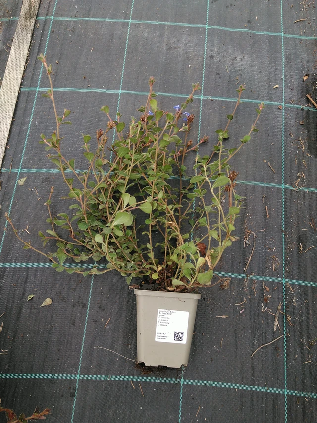 Lyijykukka - 10. 9. 2025