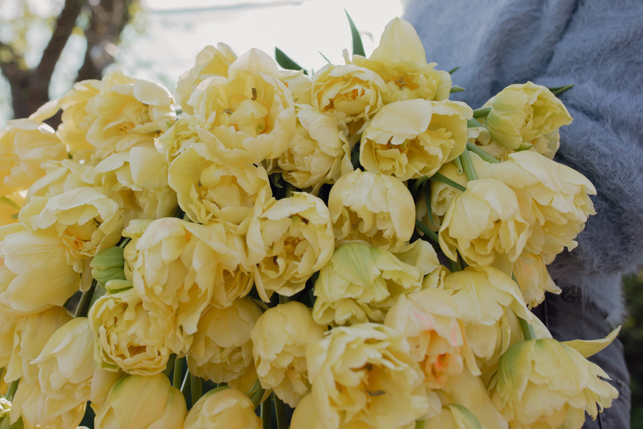 Tulppaani Avant Garde, Loukykvět