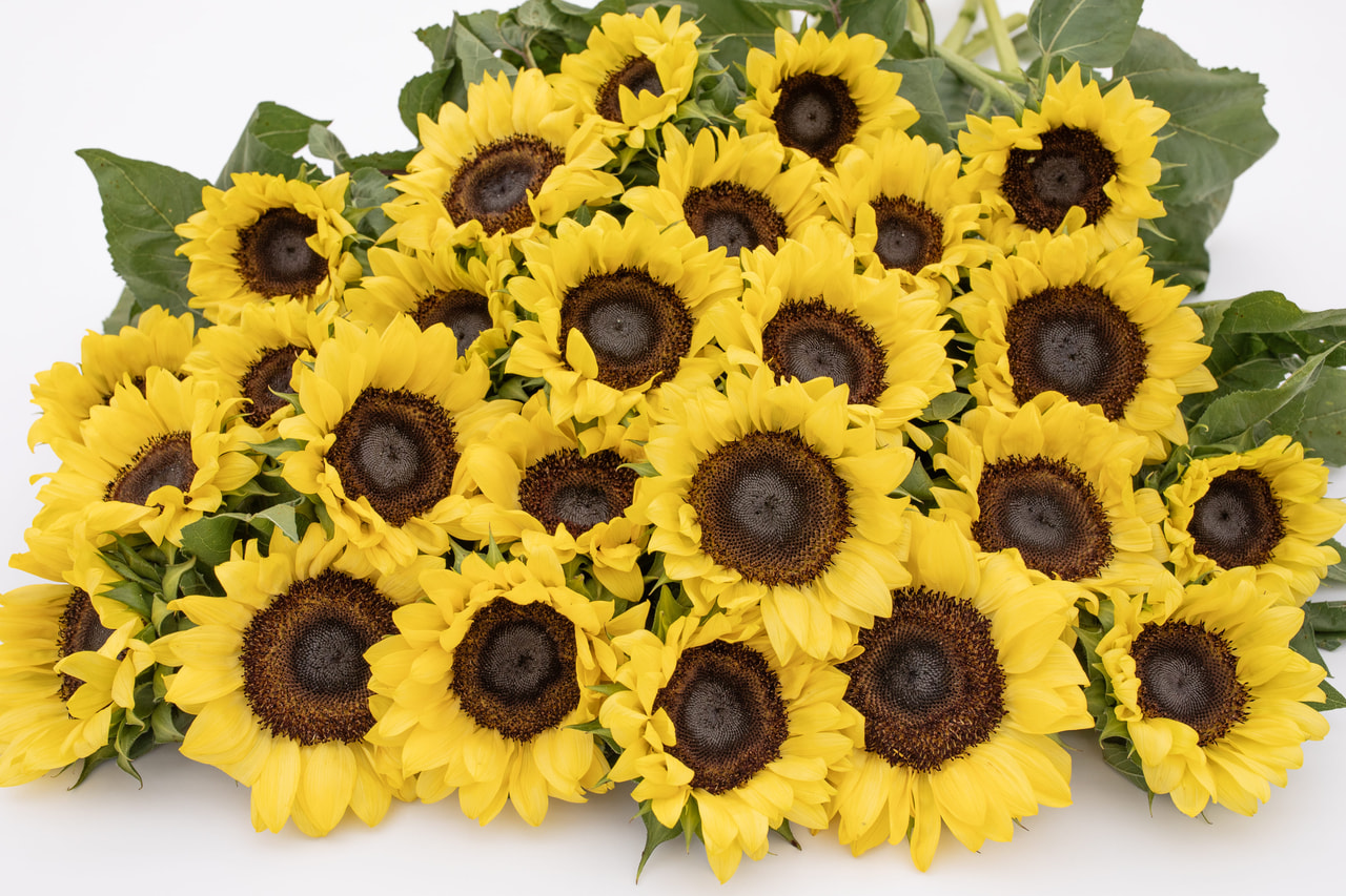 Zonnebloem ProCut Lemon, Loukykvět