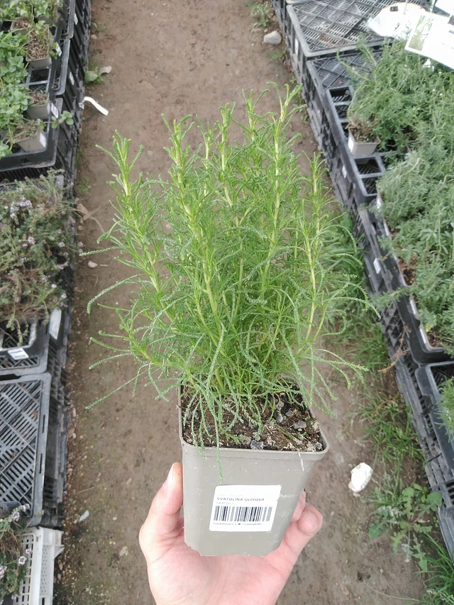 Vihersantoliina - 1. 8. 2025