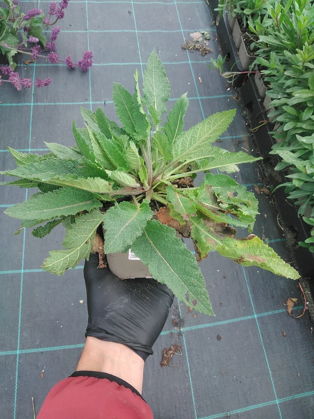 Salvia pratensis Rose Rhapsody - 4. 8. 2025