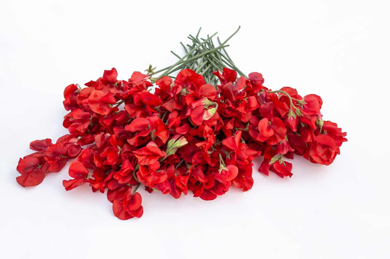 Lathyrus Winter Sunshine Scarlet, Loukykvět