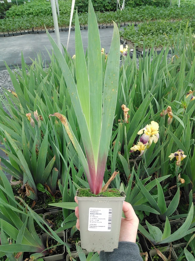 Kurjenmiekka Nibelungen - 9. 6. 2025