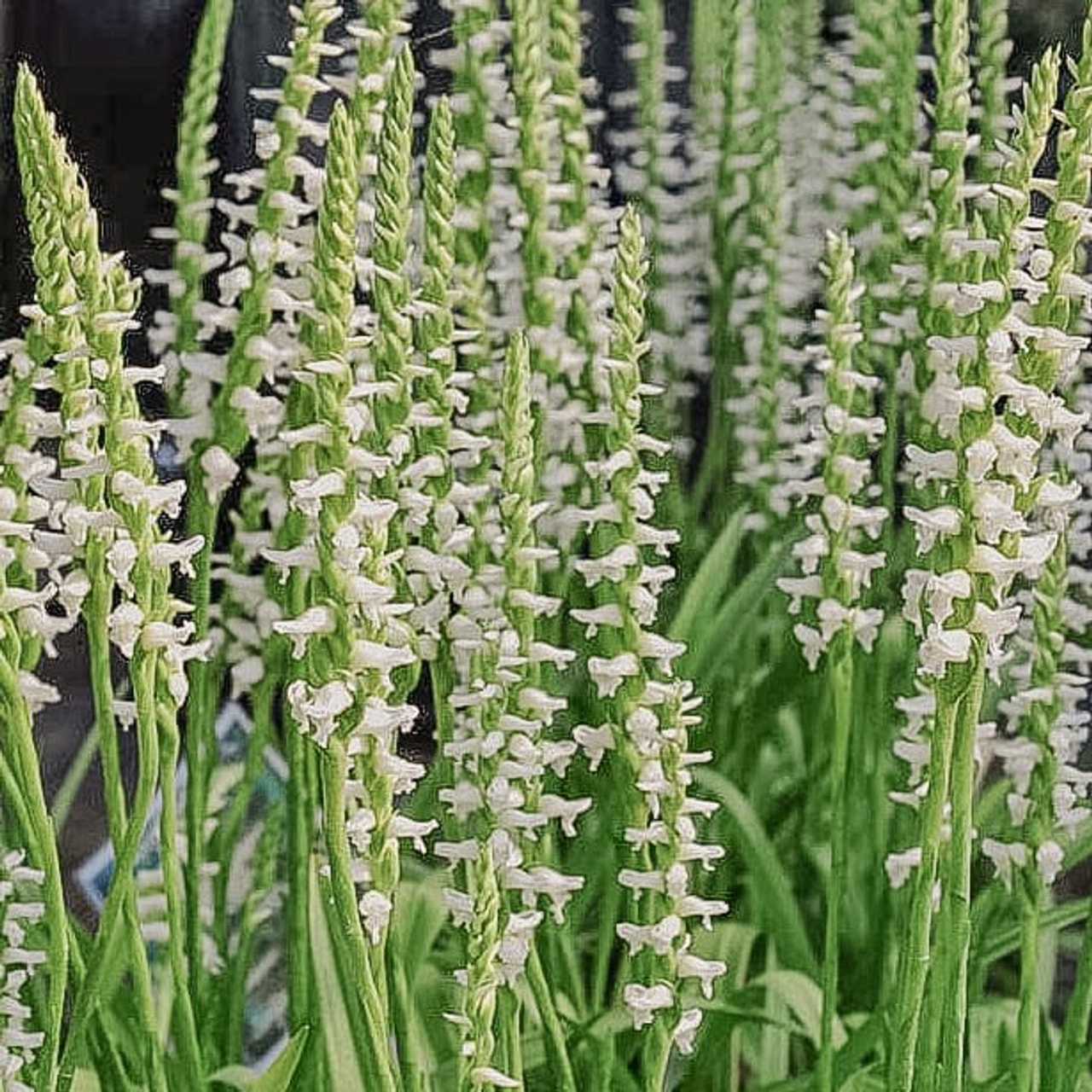 Gaura Chadd's Ford, Loukykvět