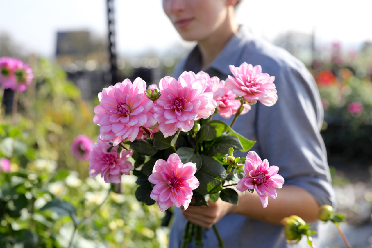 Dahlia Pink Perception, Loukykvět