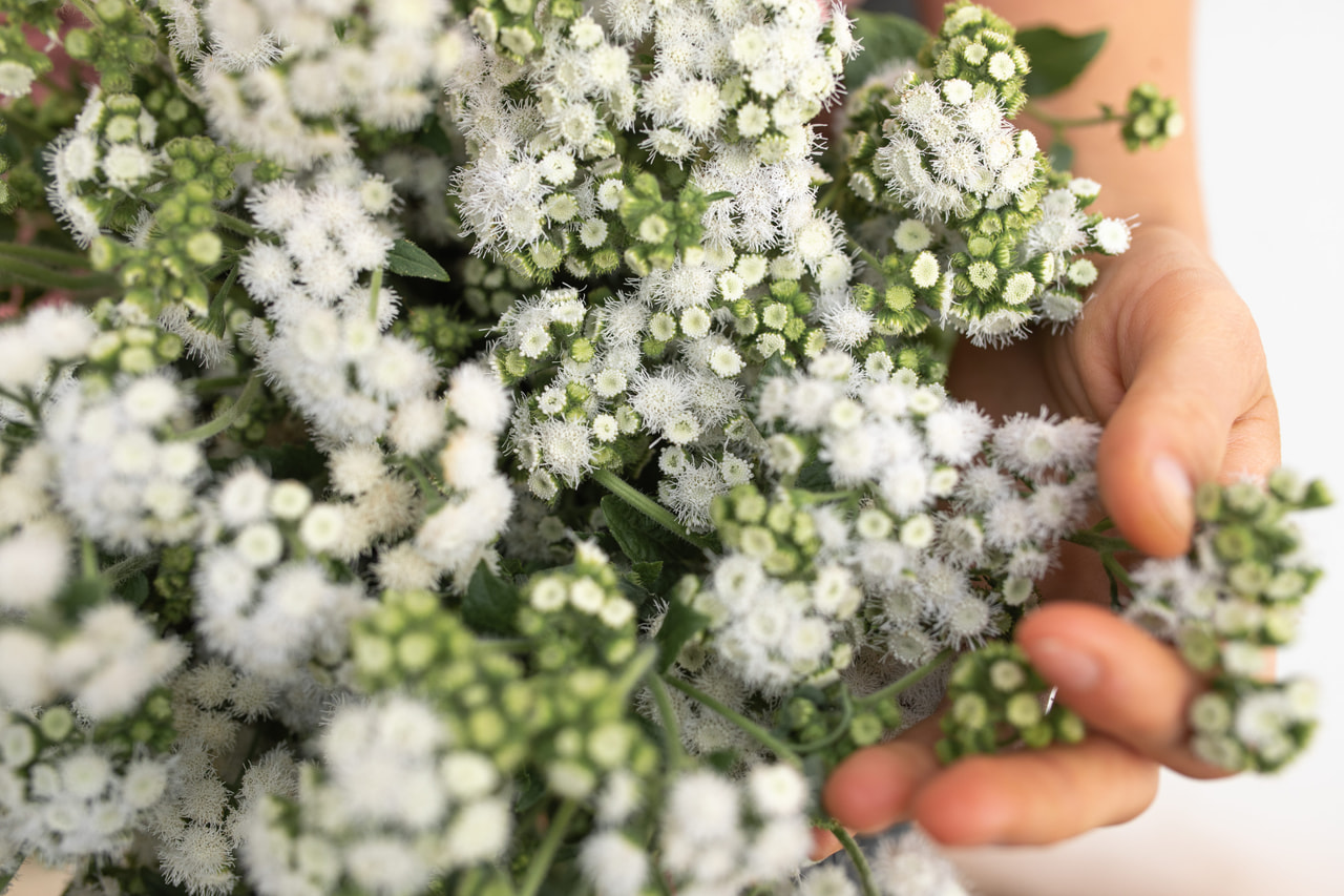 Sinitähtönen QIS Bouquet White, Loukykvět