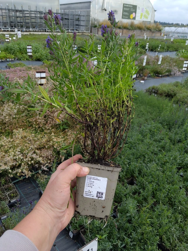 Hisopo - 9. 10. 2025