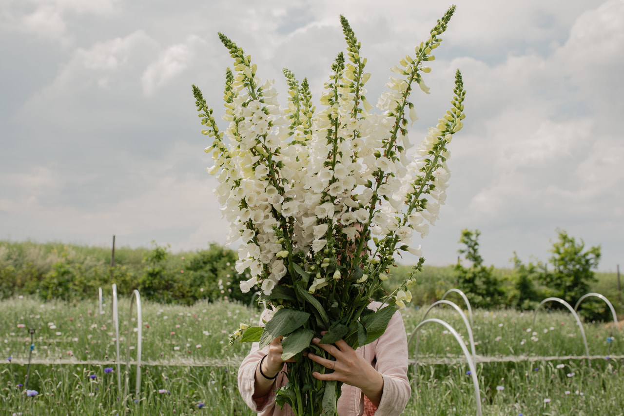Dedalera Camelot White, Loukykvět