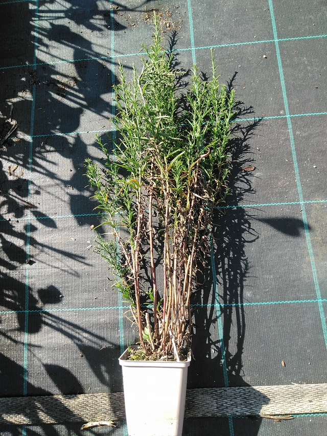 Asteri Claudia - 19. 8. 2025