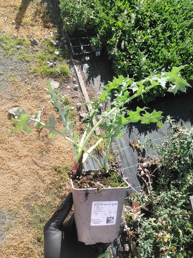 Pallo-ohdake Arctic Glow - 19. 8. 2025