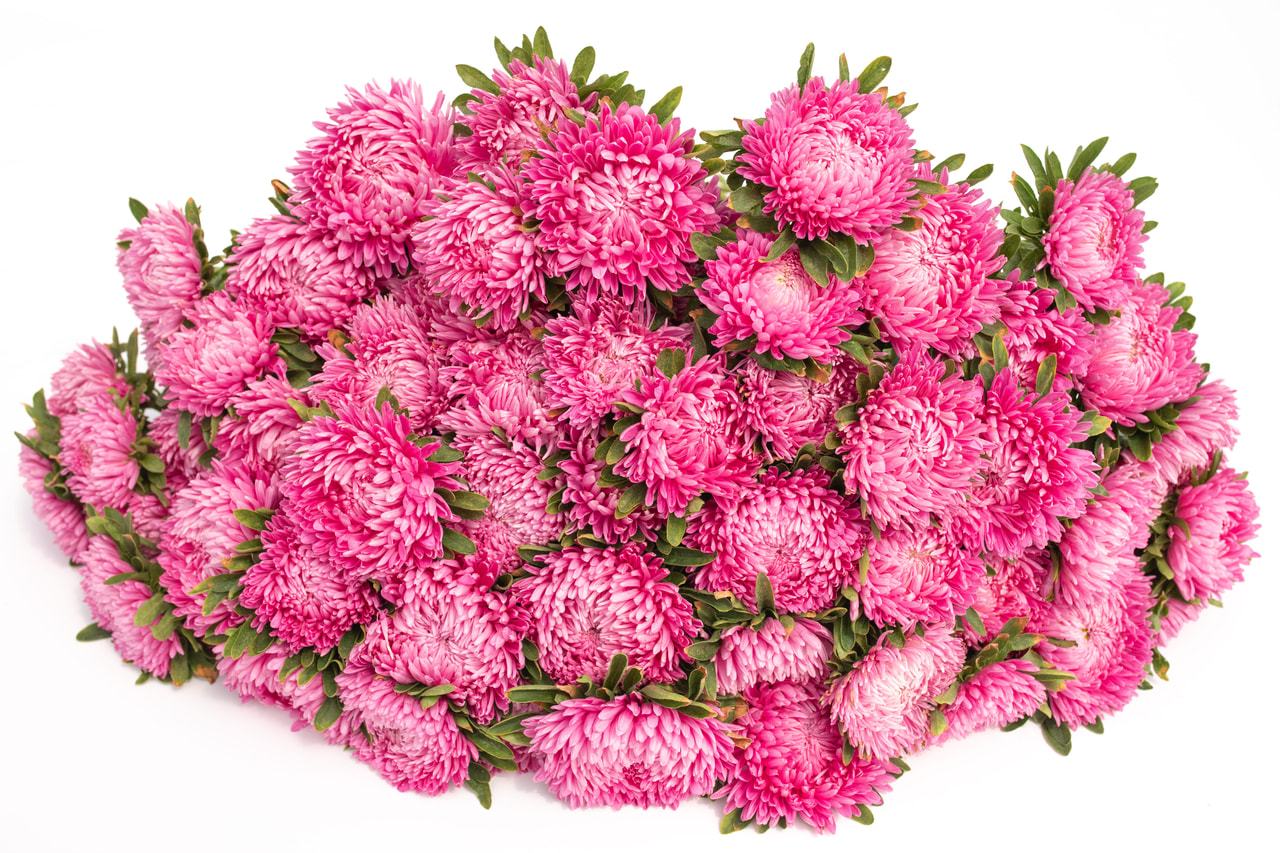 China Aster Lady Coral Brilliant Rose, Loukykvět