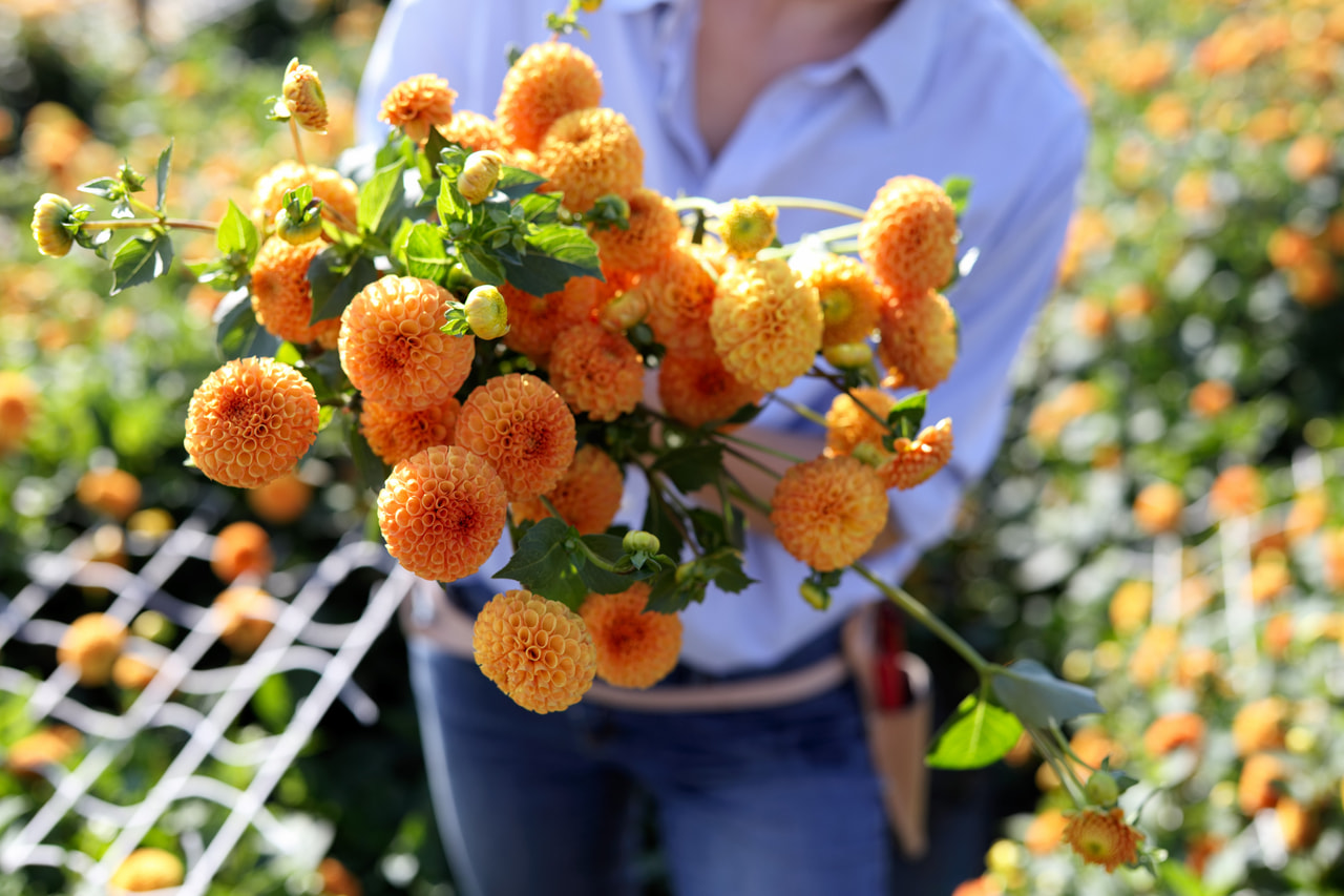 Daalia Bantling, Loukykvět