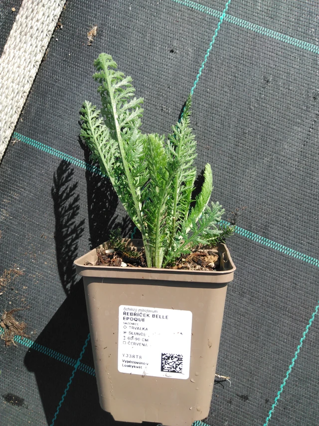 Siankärsämö Belle Epoque - 20. 6. 2025