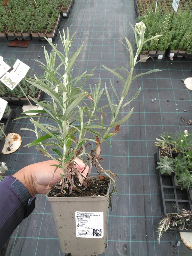 Anaphalis margaritacea Neuschnee - 11. 7. 2025