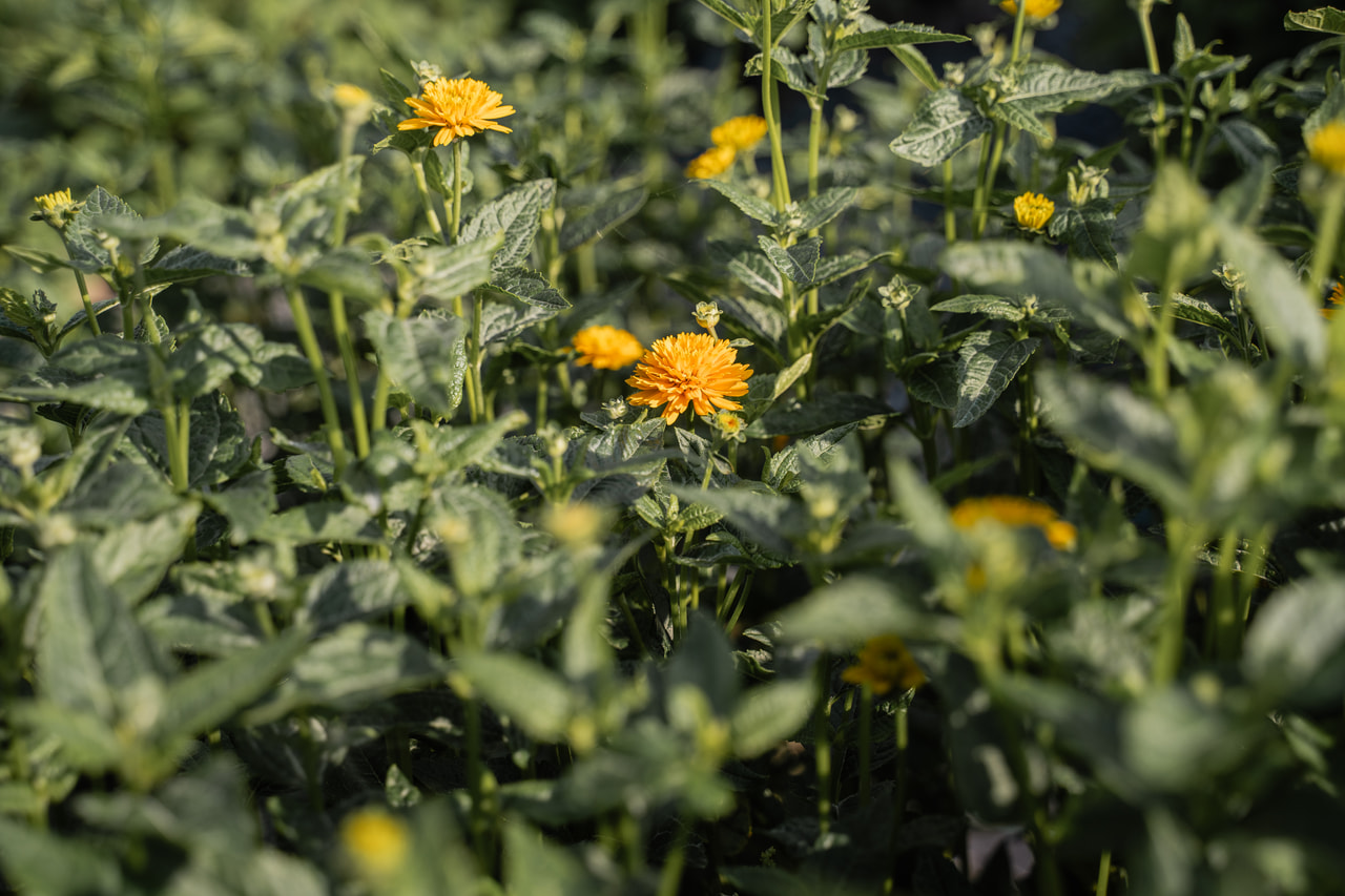 Päivänsilmä Asahi, Loukykvět