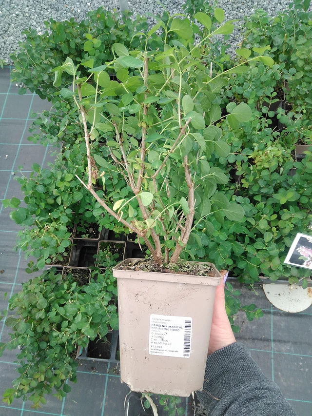 Symphoricarpos Magical Red Riding Hood - 9. 6. 2025