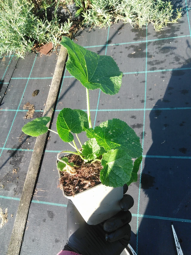 Salkoruusu Spotlight Polarstar - 1. 9. 2025