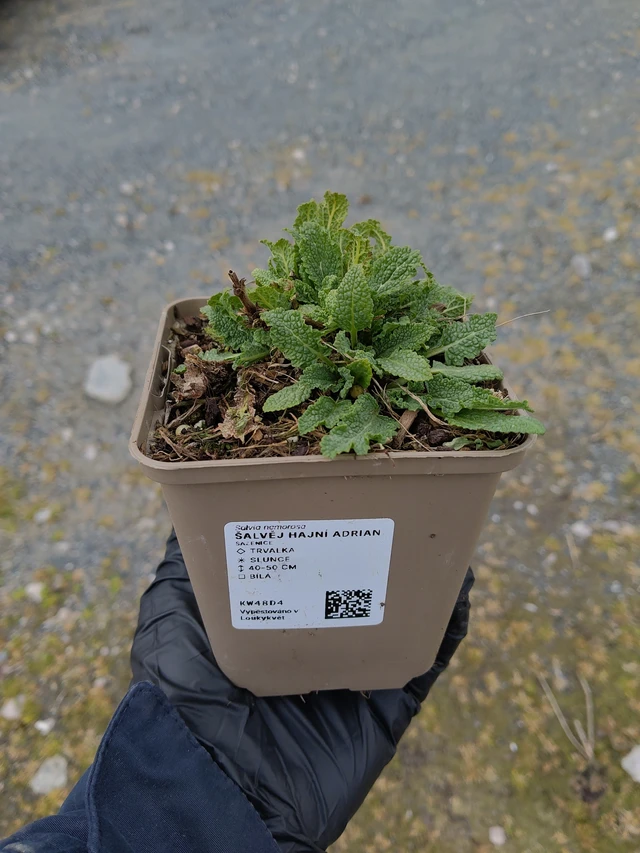 Salvia nemorosa Adrian - 31. 3. 2026