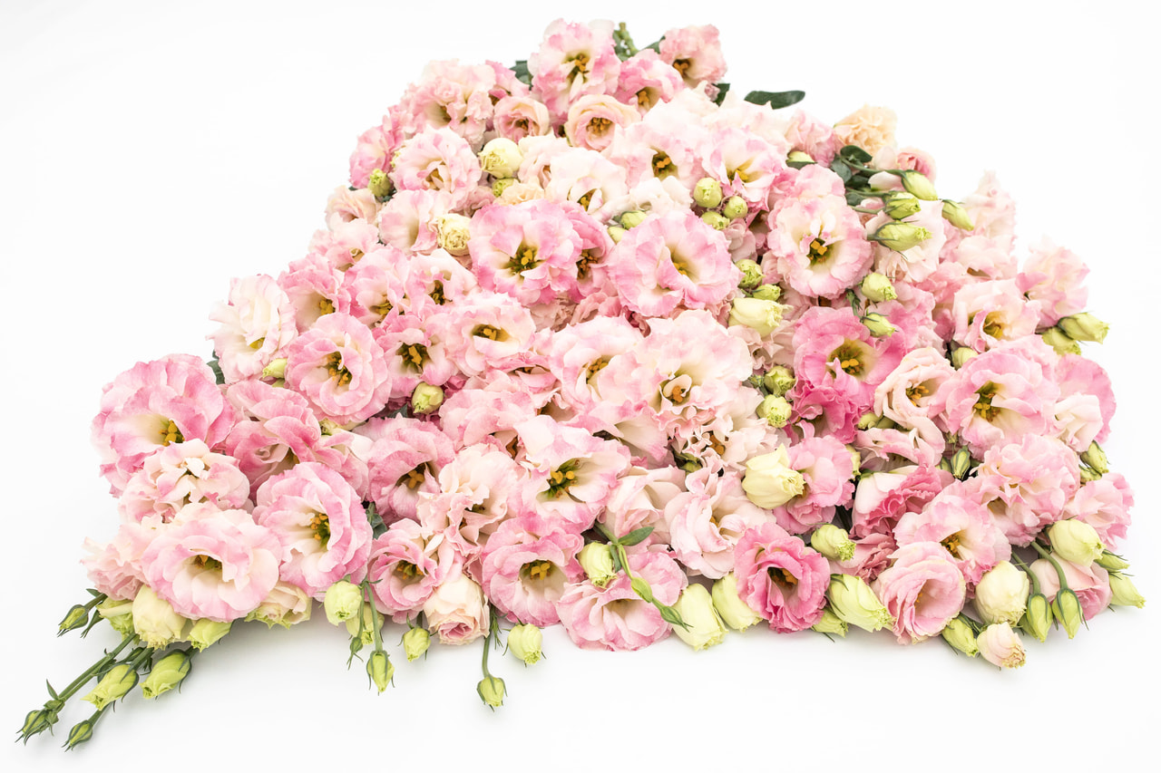 Lisianthus Arena 3 Pink Flash, Loukykvět