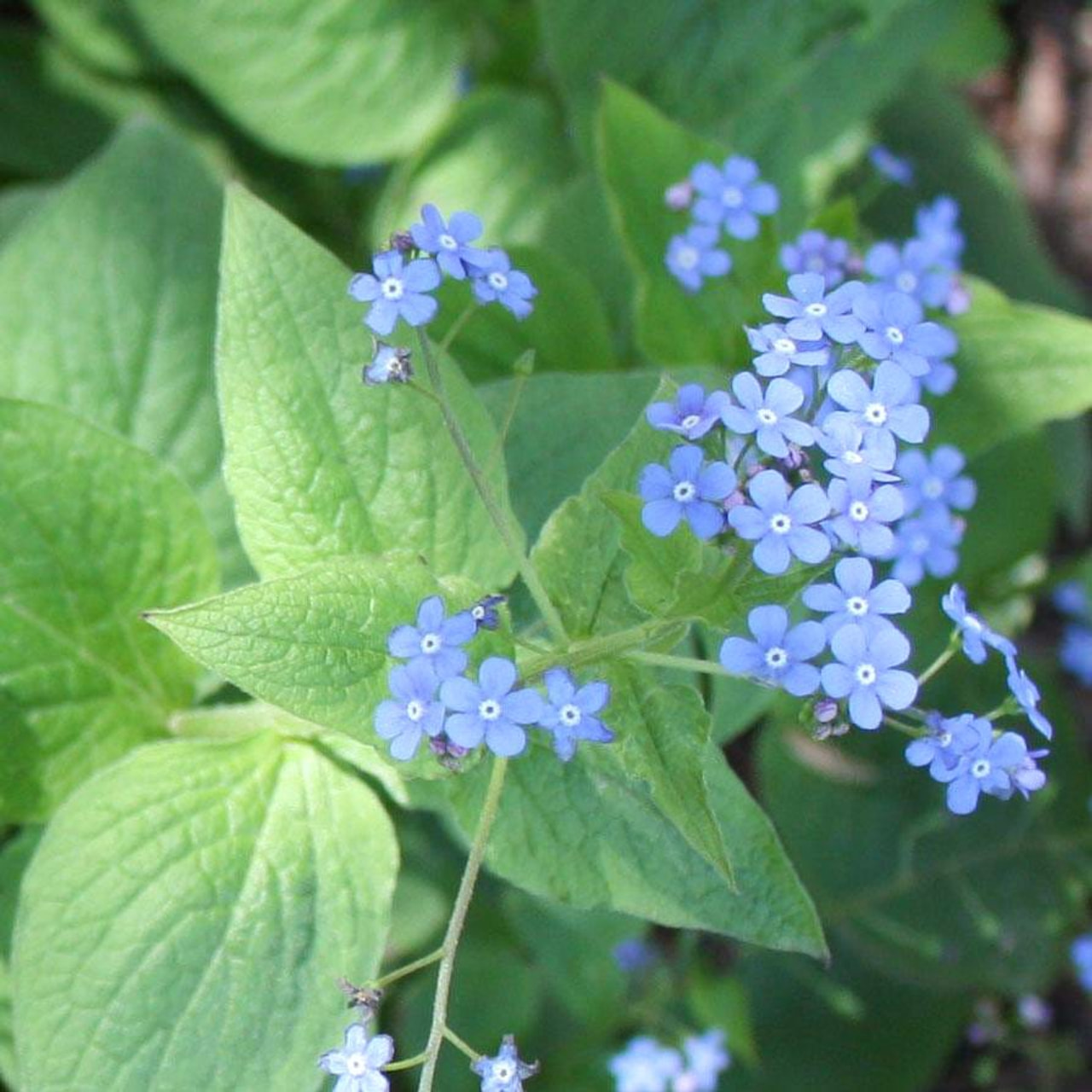 Brunnera macrophylla, Loukykvět
