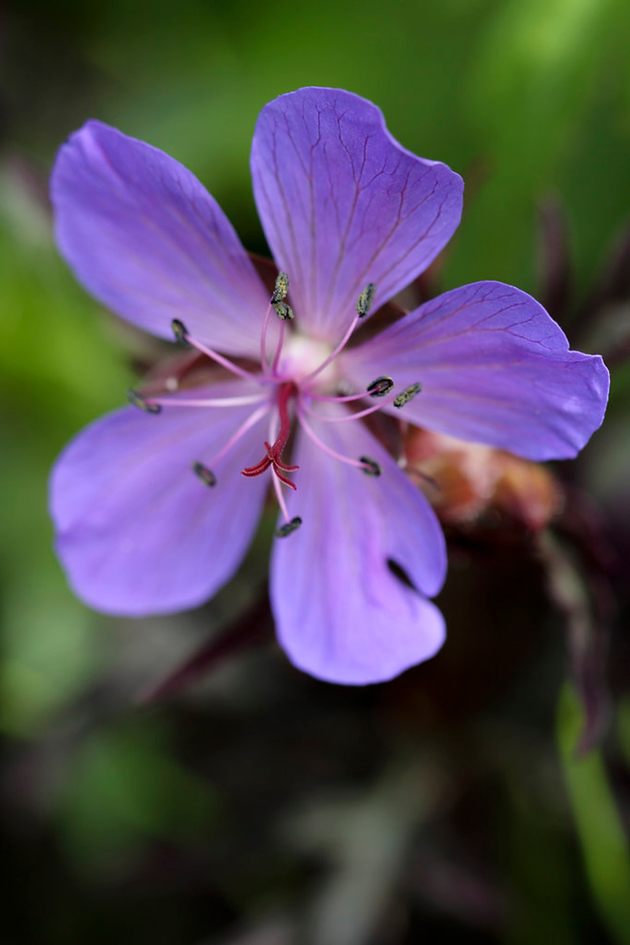 Kyläkurjenpolvi Dark Reiter, Loukykvět