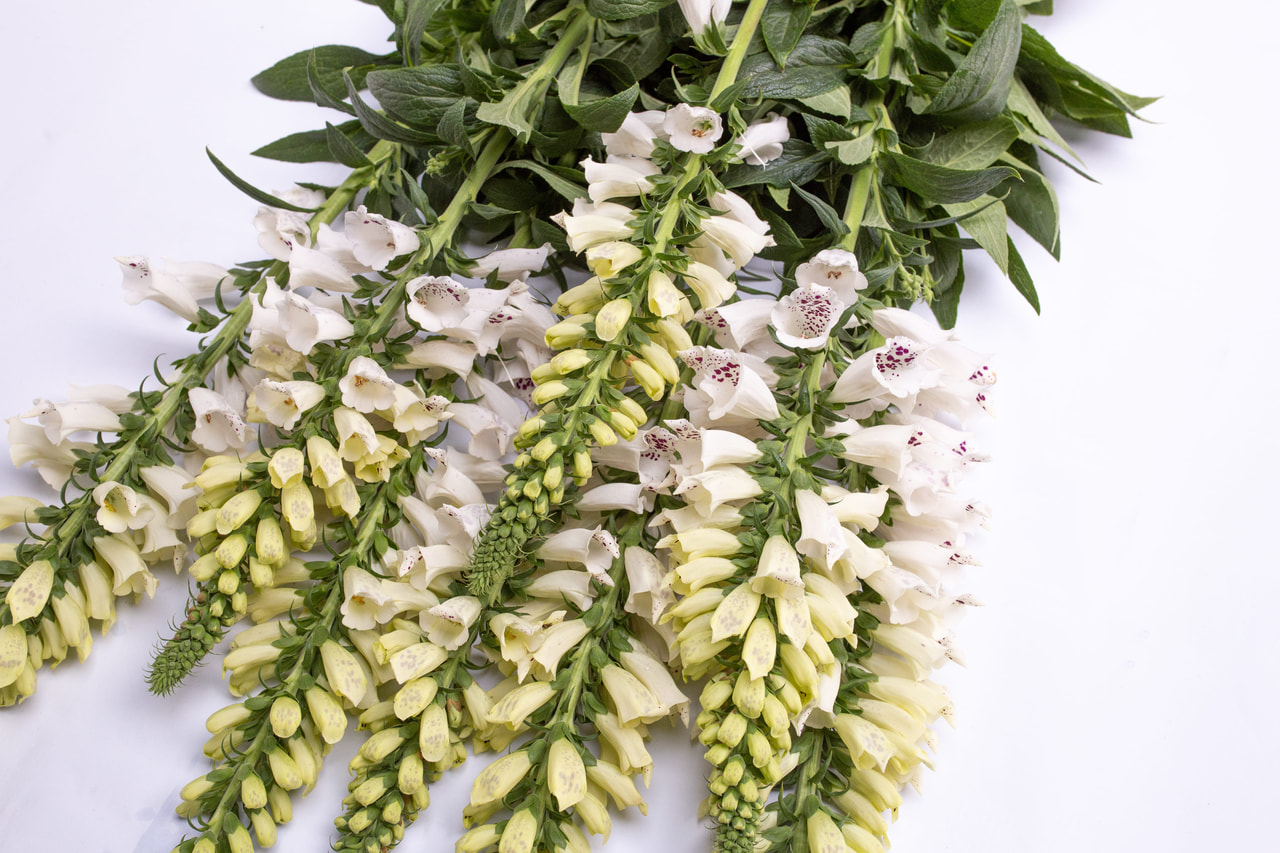 Sormustinkukka Dalmatian White, Loukykvět