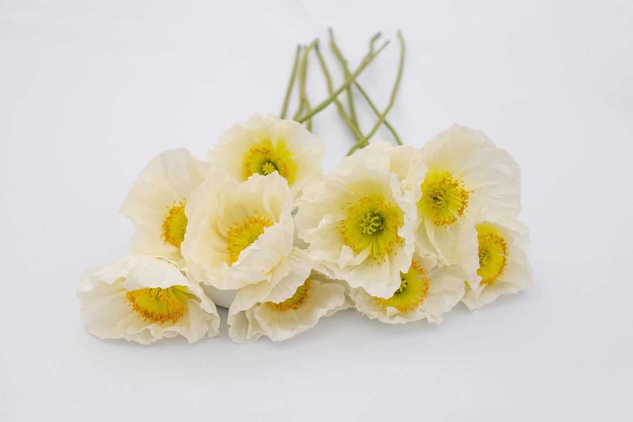 Valmue Colibri Bianco, Loukykvět