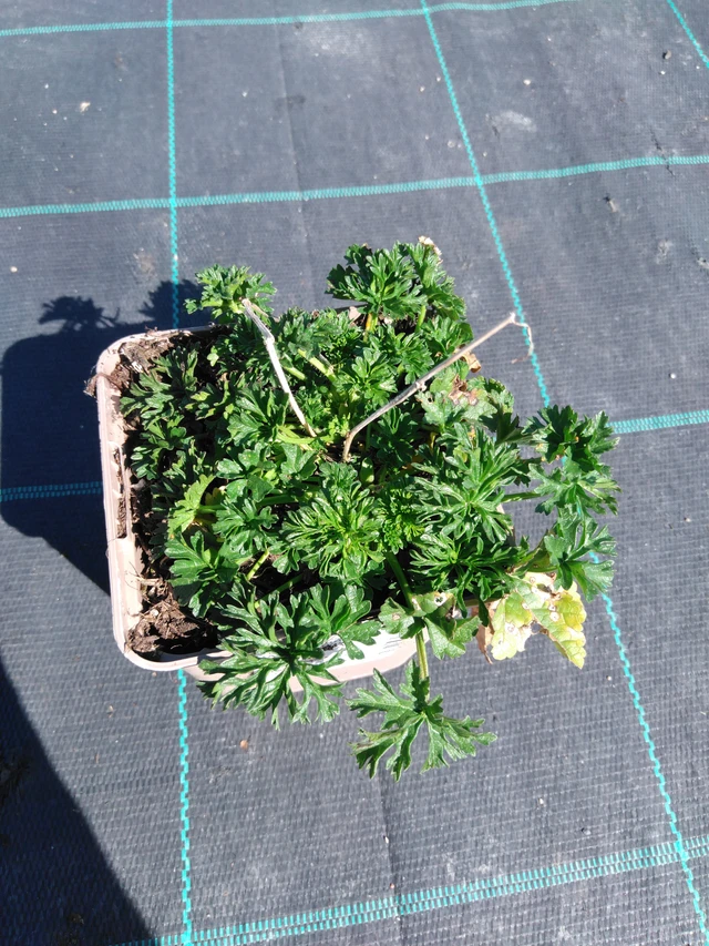 Myskimalva Appleblossom - 3. 4. 2025