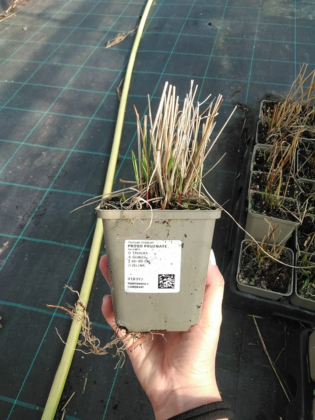 Lännenhirssi - 7. 4. 2026