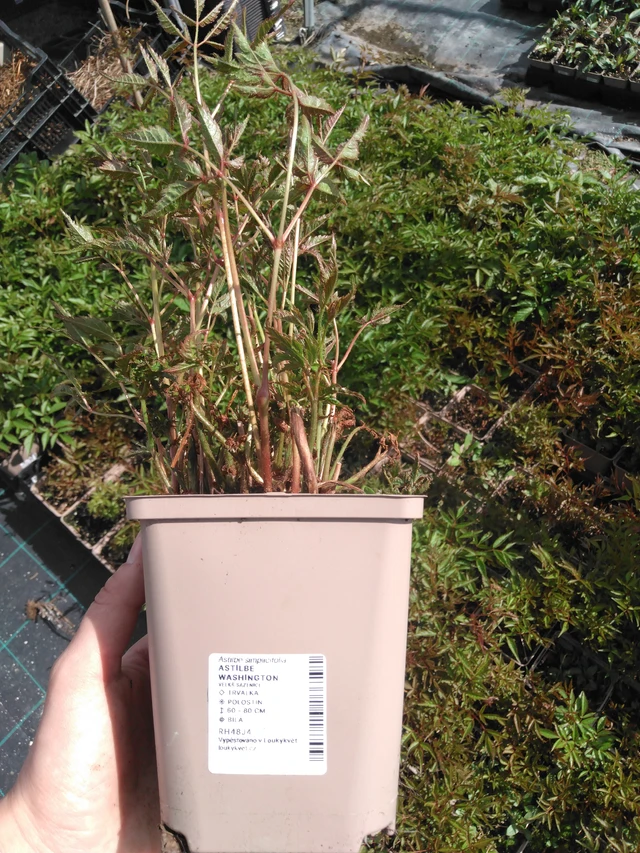 Jaloangervo Washington - 2024