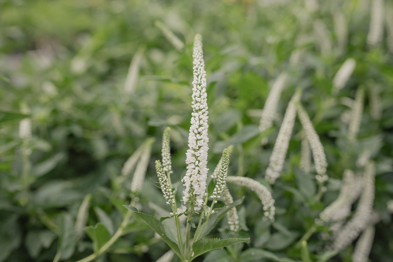 Tädyke Skyler White, Loukykvět