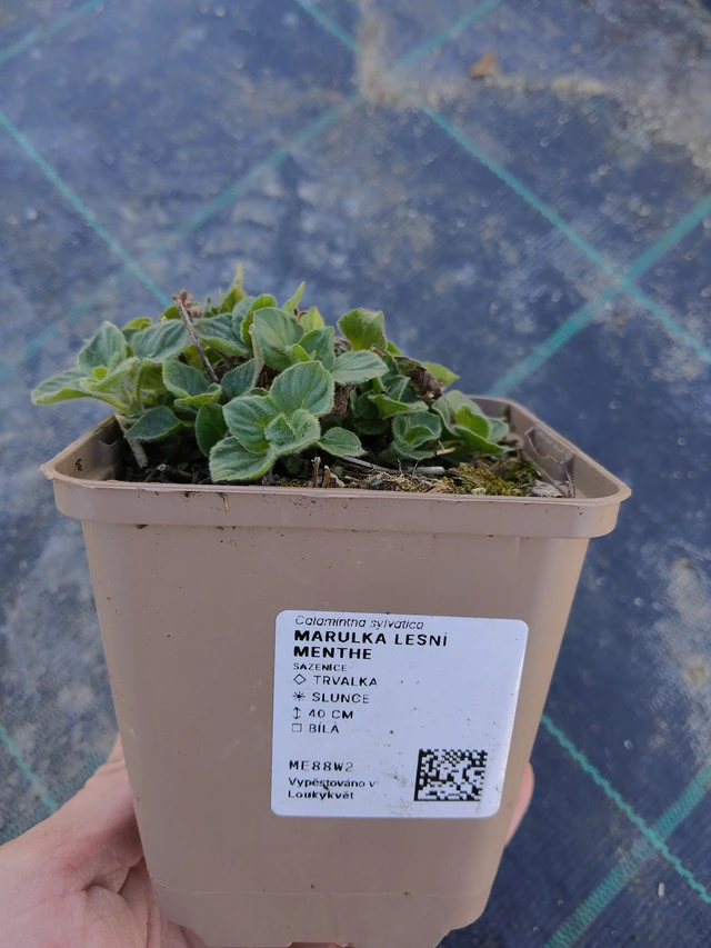 Metsäkalaminttu Menthe - 27. 3. 2026