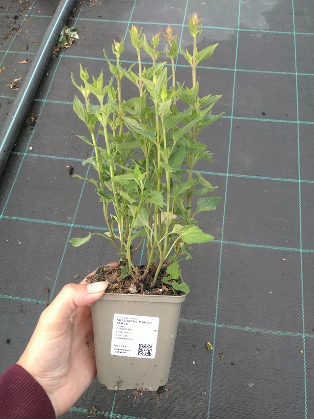 Iiso Mango Tango - 11. 7. 2025