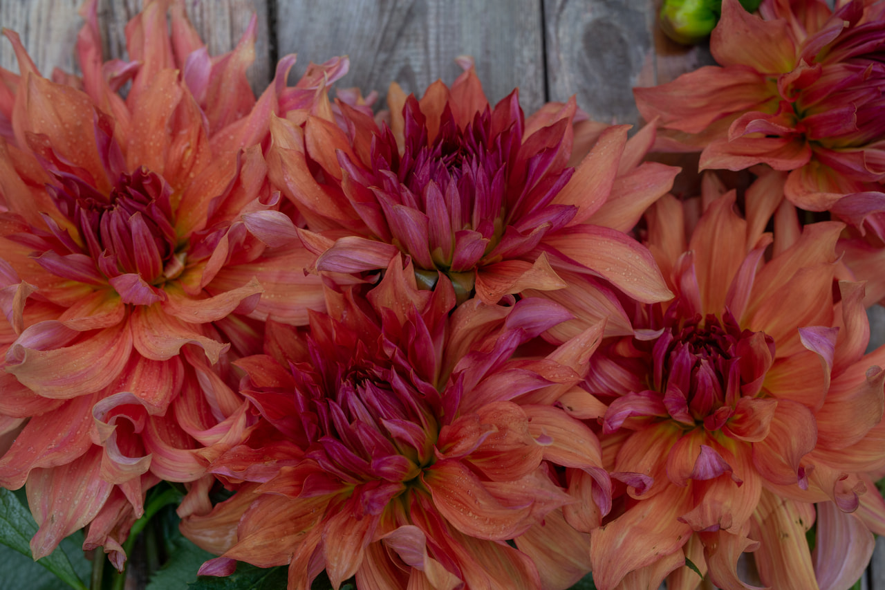 Daalia Belle of Barmera, Loukykvět