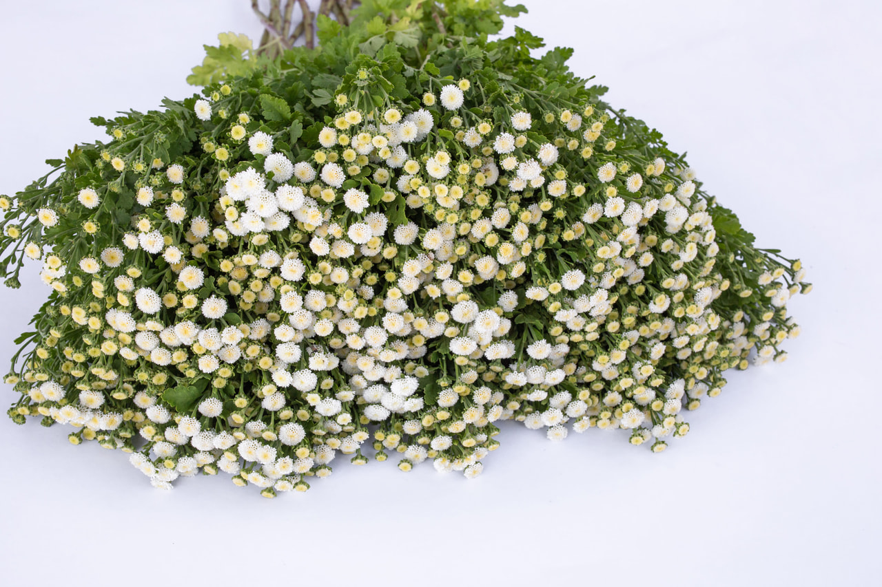 Reunuspietaryrtti Crown White, Loukykvět