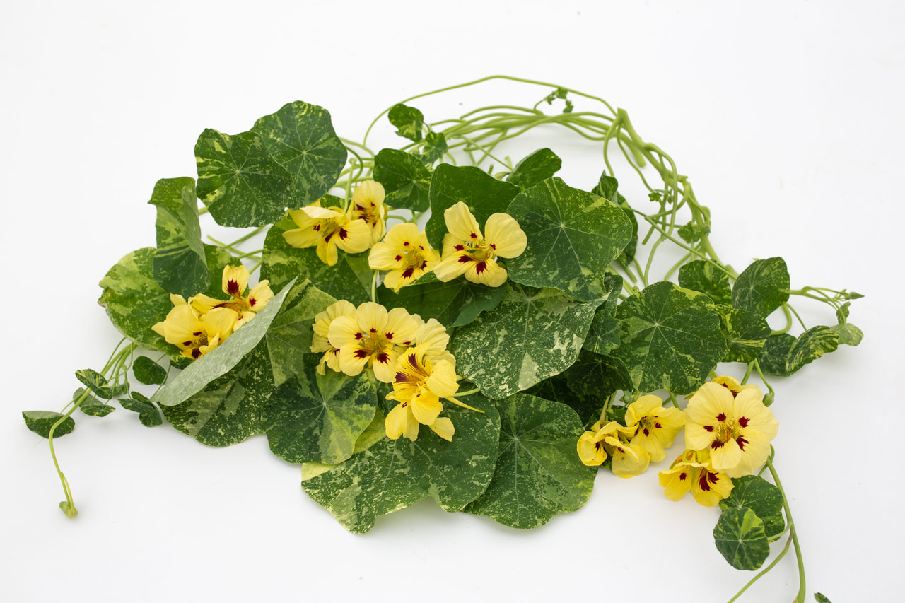 Capuchina Troika Cream, Loukykvět