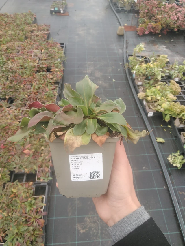 Limonium tataricum - 10. 10. 2025