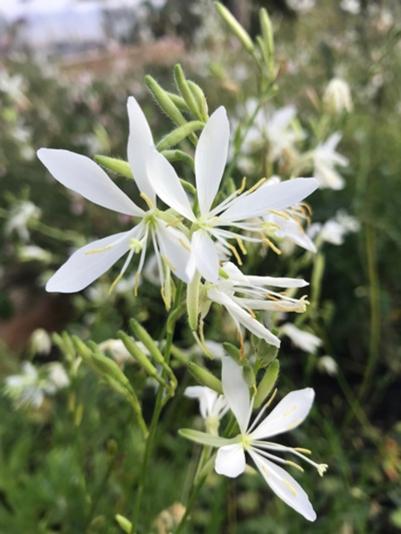 Kesäkynttilä Cool Breeze, Loukykvět