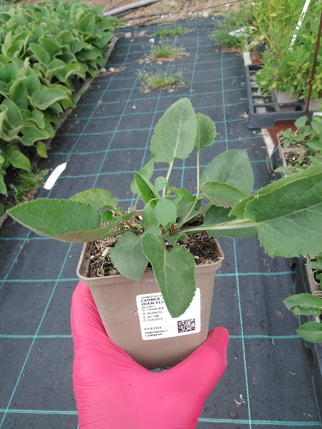 Peurankello Joan Elliott - 7. 7. 2025